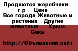 Продаются жеребчики 14,15 16 г.р  › Цена ­ 177 000 - Все города Животные и растения » Другие животные   . Крым,Саки